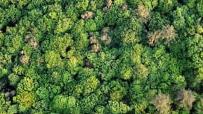 Les forêts, un investissement de longue haleine...