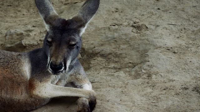 Un kangourou dans un zoo de Pékin.