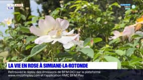 Alpes-de-Haute-Provence : la vie en rose à Simiane-la-Rotonde