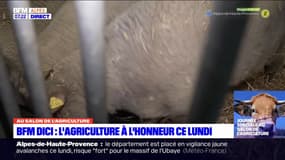 Salon de l'Agriculture: BFM DICI à la rencontre des moutons et des brebis du SIA