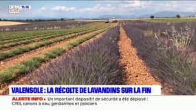 Valensole : encore quelques jours de récolte pour le lavandin