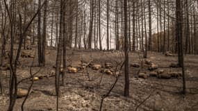 Troupeau de brebis décimé par les flammes sur l'île d'Eubée. 