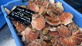 Des coquilles Saint-Jacques, au Tréport, en mars 2024.