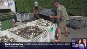 En Italie, le crabe bleu menace les fruits de mer, notamment les palourdes