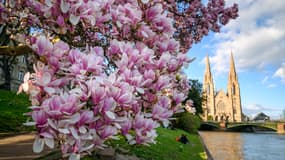 Un magnolia en fleurs et l'église Saint-Paul en arrière-plan sur les rives de l'Ill dans le centre de Strasbourg.