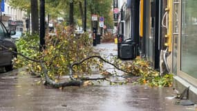 Plusieurs arbres sont tombés au Havre, ce jeudi 2 novembre 2023, au passage de la tempête Ciaran.