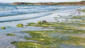 Des algues vertes à Plonevez-Porzay dans le Finistère le 19 septembre 2010. Photo d'illustration