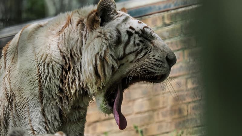 Un tigre du zoo de Beauval à Saint-Aignan-sur-Cher, en France (illustration).