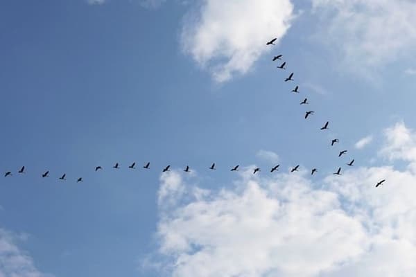 "Lorsqu'un oiseau bat des ailes, de l'air passe sur les ailes et tourbillonne vers le haut derrière les extrémités des ailes. Cet écoulement crée un sillage, qui est un mouvement d'air tourbillonnant contenant de l'énergie cinétique". "Lorsqu'un oiseau bat des ailes, de l'air passe sur les ailes et tourbillonne vers le haut derrière les extrémités des ailes. Cet écoulement crée un sillage, qui est un mouvement d'air tourbillonnant contenant de l'énergie cinétique".