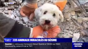 Ces animaux miraculés du séisme en Turquie et en Syrie