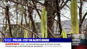 Alerte rouge au pollen dans l'Est de la France
