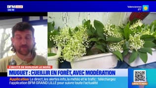 Hauts-de-France: les règles pour cueillir du muguet en forêt