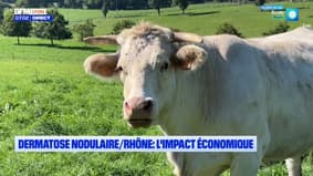  Dermatose nodulaire : les éleveurs du Rhône impactés économiquement