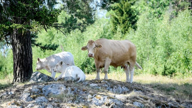 Même la Suède est frappée par la sécheresse , la Fédération des agriculteurs parlant de pire crise depuis plus de 50 ans.