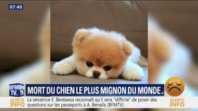 Boo, le chien le plus mignon du monde, est mort 