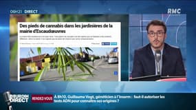 Des pieds de cannabis ont été retrouvés dans des jardinières municipales dans le Nord