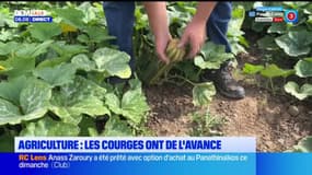 Les courges arrivent avec un peu d'avance dans le Nord