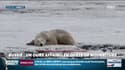 EN VIDÉO - L'incroyable histoire de cet ours polaire qui fait 700 km pour trouver de la nourriture