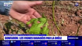 Var: les vignes de Gonfaron ravagées par la grêle 