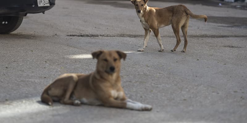 Des chiens errants dans les rues du Caire, en Egypte, le 14 décembre 2018. (Photo d'illustration)