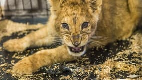 Détenu par un particulier en Seine-Saint-Denis, ce lionceau vit désormais en Afrique du Sud.