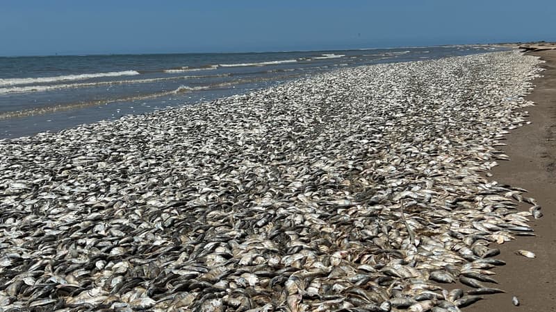 États-Unis: des milliers de poissons retrouvés morts au Texas en raison de la chaleur de l'eau