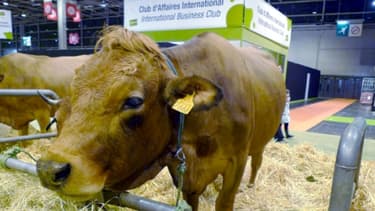 Le Salon de l'Agriculture, qui se tient du 23 février au 3 mars, est l'occasion pour les éleveurs d'exposer leurs plus belles bêtes.