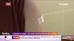 Variole du singe : un chien contaminé par ses maîtres
