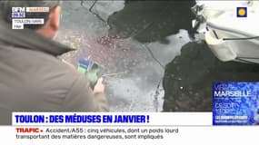 Toulon: depuis plusieurs jours, les méduses envahissent le port