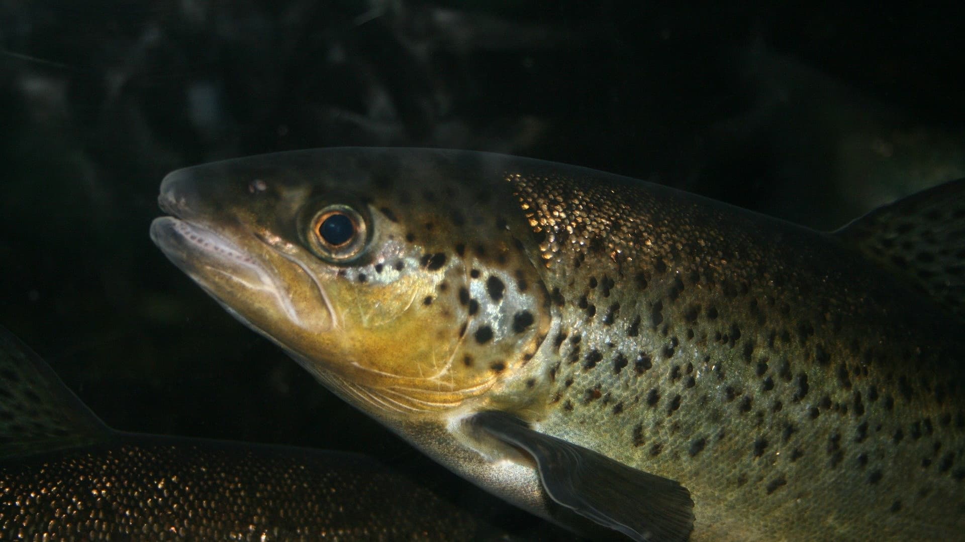 Hautes-alpes: la pêche à la truite désormais ouverte dans les rivières