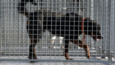 Une femme handicapée de 38 ans a été retrouvée morte, mordue par ses deux rottweillers, dans sa maison de Sénouillac, dans le Tarn
