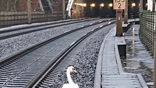La touchante histoire d'un cygne triste qui a fait s'arrêter des trains en Allemagne