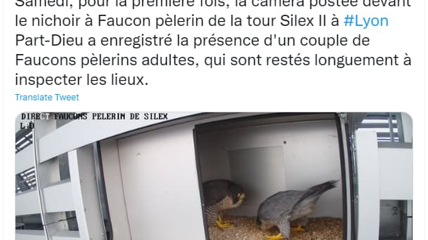 Les deux faucons ont été observés dans un nichoir.