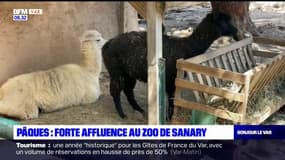 Week-end de Pâques: forte affluence au zoo de Sanary-sur-Mer