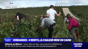 Quatre vendangeurs, dont un jeune homme de 19 ans, sont morts dans les vignes en Champagne 