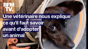 Coût, stérilisation...Une vétérinaire explique tout ce qu'il faut savoir avant d'adopter un animal