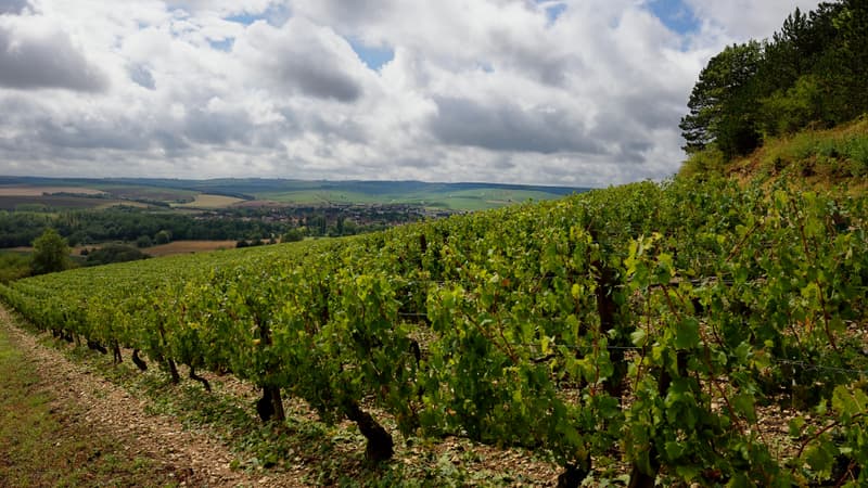 Les vignes aussi sont victimes du dérèglement climatique.