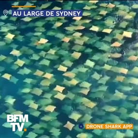 Un drone filme un incroyable banc de raies nager ensemble au large de l’Australie