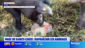 Au parc animalier de Sainte-Croix, il faut rafraichir les animaux à tout prix 