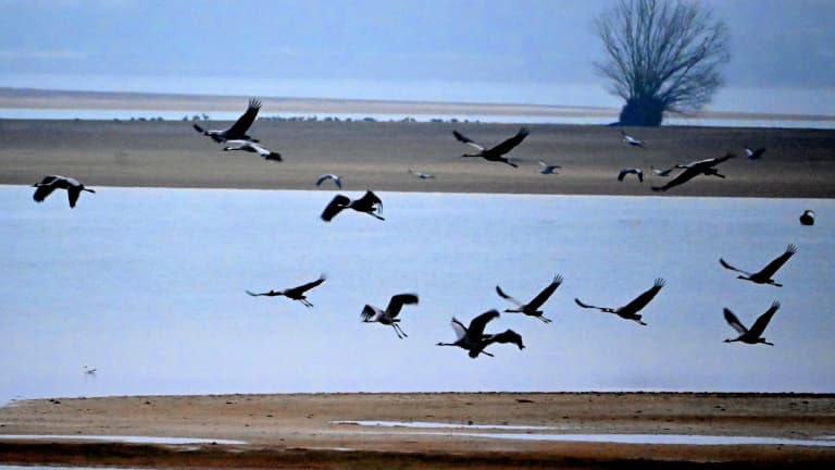 Des grues cendrées survolent le lac du Der, à Giffaumont-Champaubert (Marne), le 31 janvier 2025.