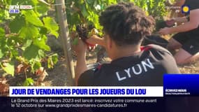 Rhône : jour de vendanges pour les joueurs du LOU Rugby