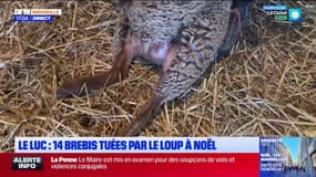 "On ne vit plus": 14 brebis retrouvées mortes au Luc, le loup suspecté