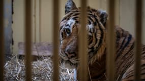 L'un des neuf tigres qui a échappé de peu à la mort en Pologne, le 6 novembre 2019 à Poznan.