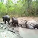 Ces éléphanteaux ont été sauvés d'une mare de boue