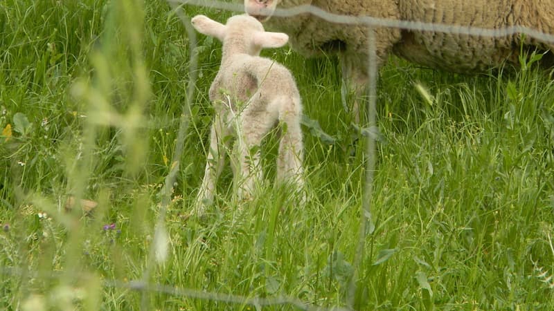 Un petit mouton