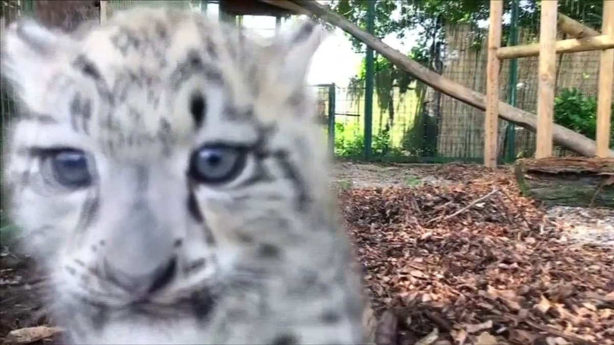 placeholder video