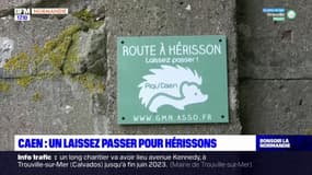 Caen: des passages sécurisés pour protéger les hérissons
