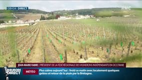 "La consommation finale sera forcément impactée": l’inquiétude des vignerons français face à la menace de sanctions américaines