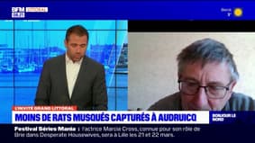 Pas-de-Calais: moins de rats musqués à Audruicq