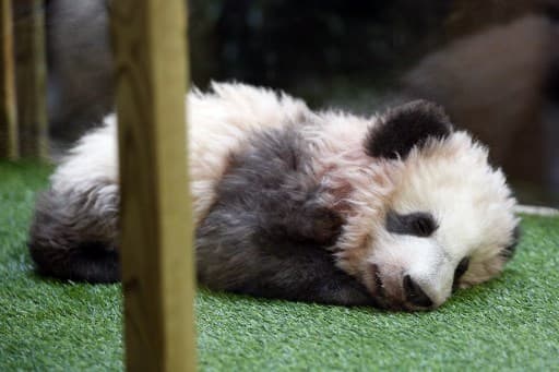 Le panda Yuan Men, né au zoo de Beauval, le 4 décembre 2017.
